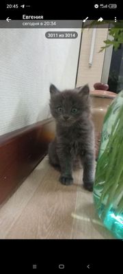 Блю рашн котята 3 штуки