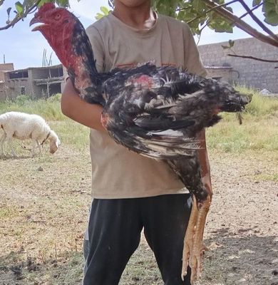Dakang Xuroz sotiladi Saman parodasi