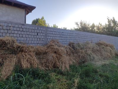 Hashe sotiladi bedda