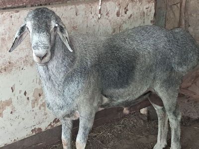 Кучкор хисори зотга сотилади