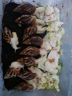 ulitkalar sotiladi