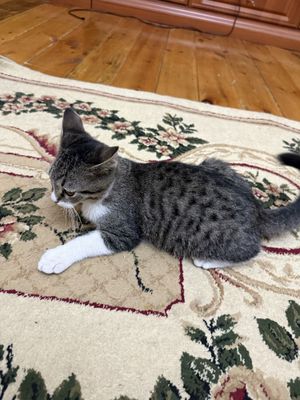 Кота в хорошие руки