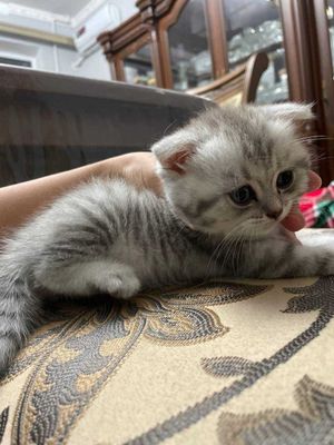 Котята скотиш фолд, скотиш страйт