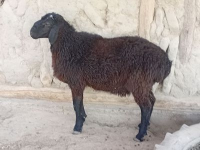 Boqilgan qoʻchqorlar