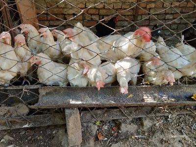 Tovuqlar sotiladi arzon narxlarda
