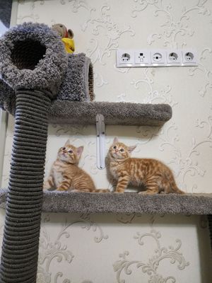 котята