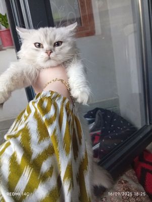 zotli mushuk rasa ogʻirbosiq