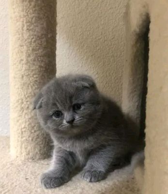 продаются котята породы скотиш фолд девочка