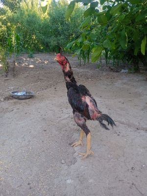 Dakang 1 yoshli zotdor