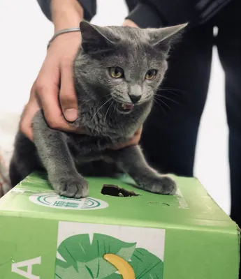 Британиский кошки