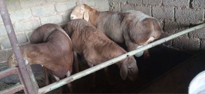 Куйла бор тожик ва киргиз