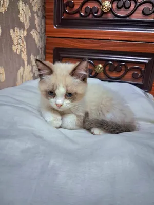 шатлански кошка, shatlanskiy mushuk