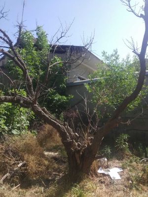 Тутовое дерево и виноградные лозы на декорацию