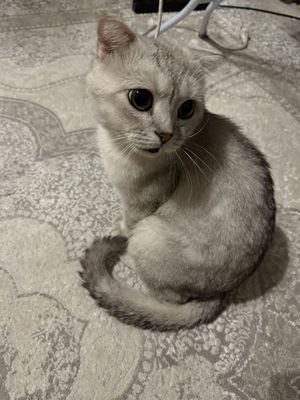 Серебристая шиншила