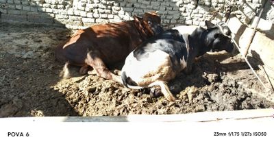 Buqalar sotiladi