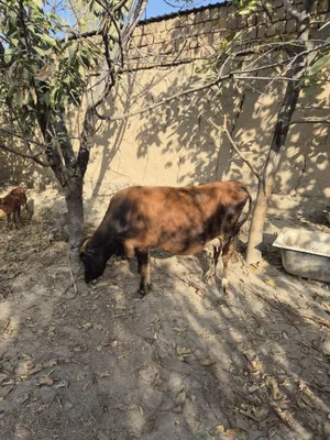 Ona bola sigir egizak bolalari gunojin