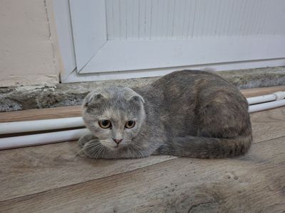 Mushuk sotiladi ! Scottish Fold