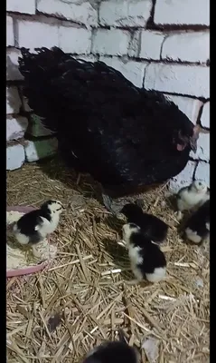 Брама жожалар ва она Товук ва жожалар сотилади кора Шахзола ва Брама М