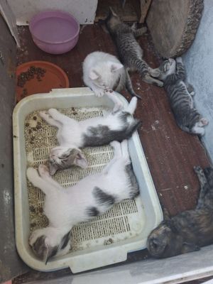 В хорошие руки отдам кошек красивые кошки