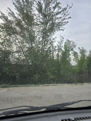 Дарахт сотилади срочно
