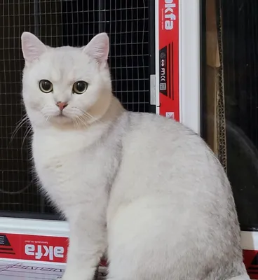 Не продаётся. Вязка. Британский чистокровный кот.