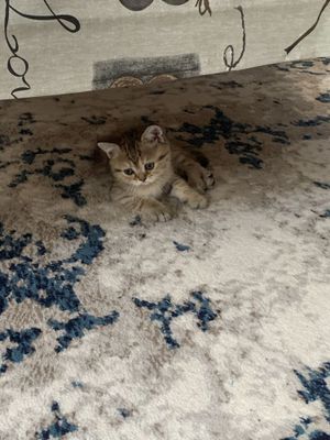 Продаются котяты одна кошка и 6 котят