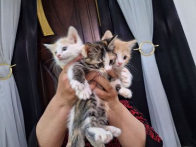 Продаётся котёнки