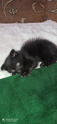 Срочно продаётся котёнка 1 месяц