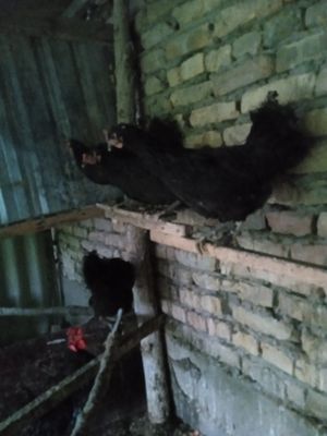 Кара Шахзода ва жужалари сотилади