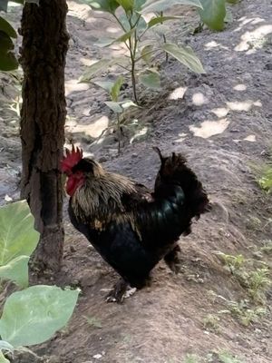 Kurk tovuq bilan Xuroz sotiladi