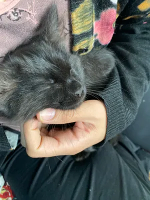 Mushuk bolasi tekinga