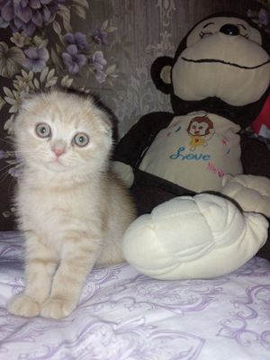 Породистый котёночек шотландской вислоухой — ! Наши пуш