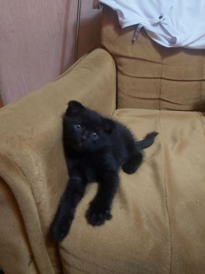 Шотландские вислоухие
