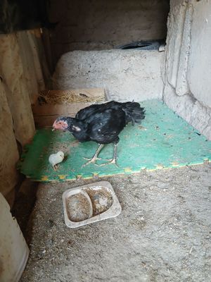 Makiyon joja tovuqla bor