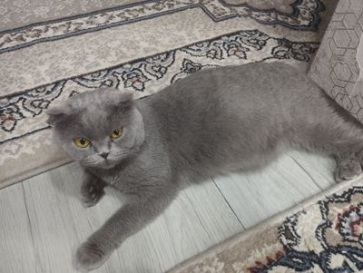 Скоттиш фолд с тремя котятами срочно!у ребенка аллергия