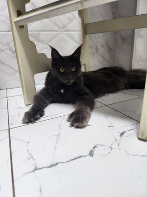 Продается кошка мей кун