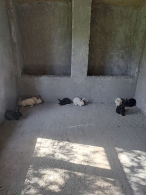 8ta katta quyon sotiladi