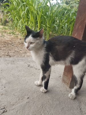 Мама кошка c одной кошечкой