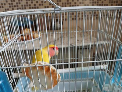 Попугай с клеткой
