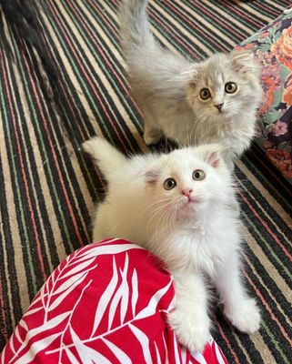 Продаётся котёнки
