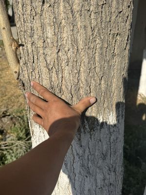 Teraklar srochna sotiladi