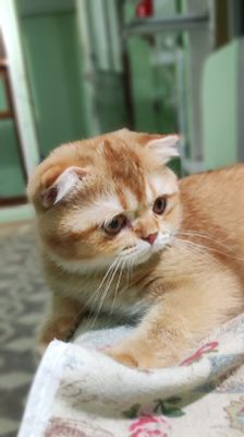 Скотиш фолд мальчик