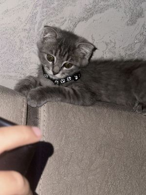 Скоттиш фолд катенок