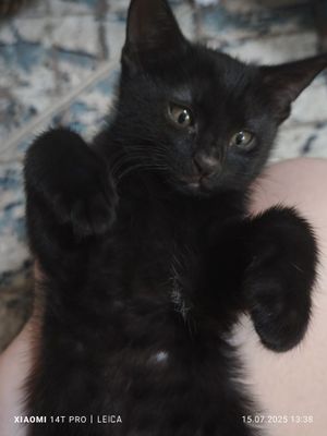 Продаем домашних котят