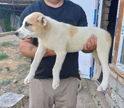 Alabay bolasi sotiladi qizbola
