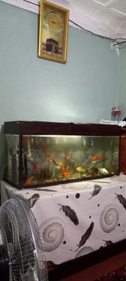 200litrlik akvarium