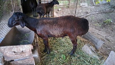 Хиссори Каштан Кучкор насл зот олиш учун зор вариант