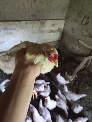 Damashni yem bilan boqilgan 5oyli jojala