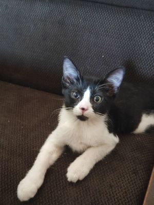 Отдам даром котёнка