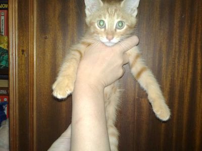 Ласковые домашние котята, 3 месяца.